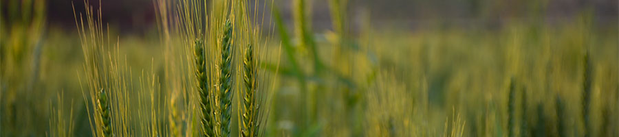 Durum wheat report