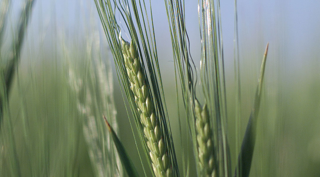 Situation du blé dur en France et dans le reste du monde (Août 21)