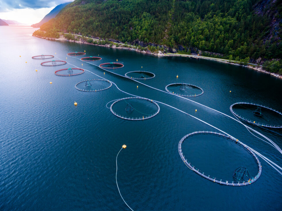 Salmon Index